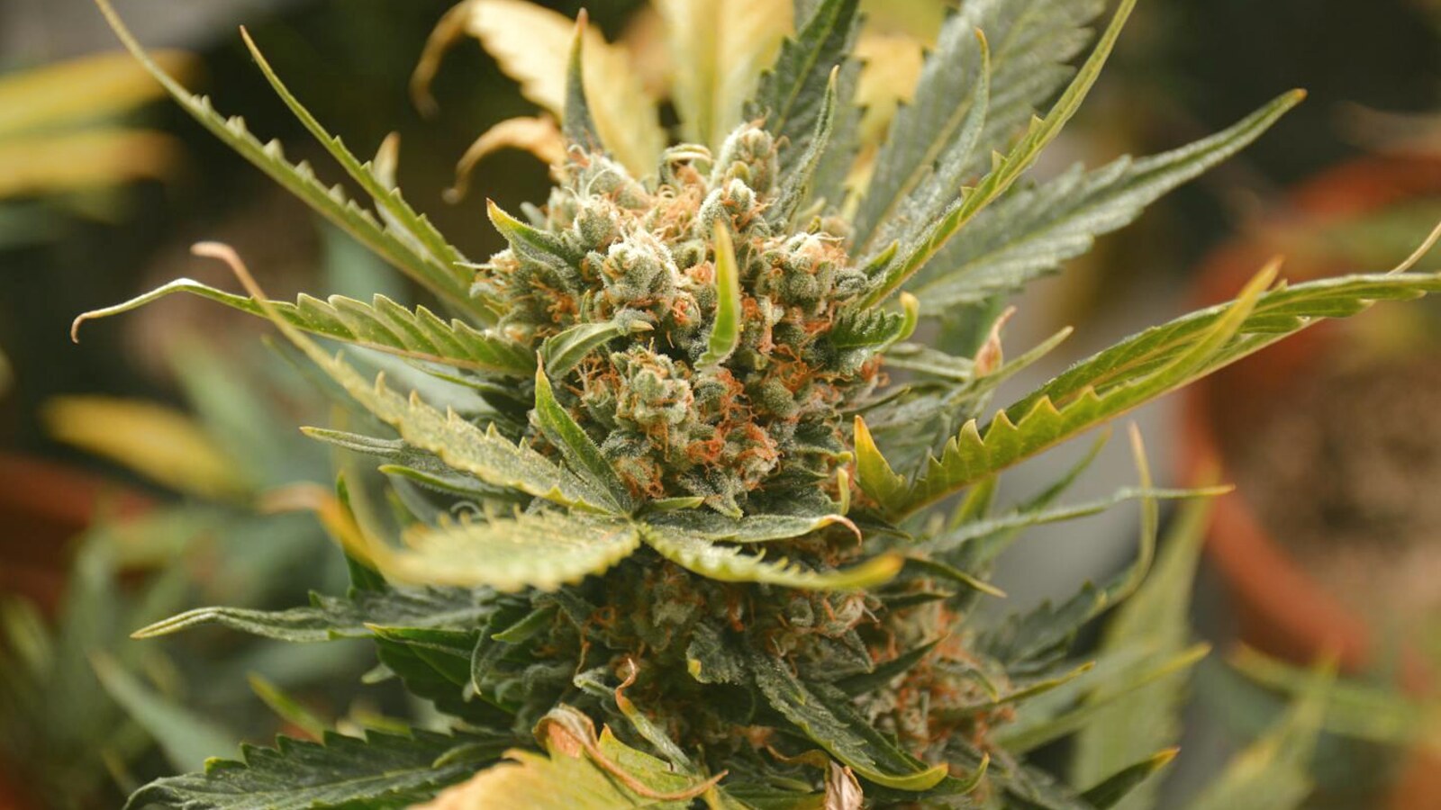 Short-Season Autoflowers: Which Genetics Actually Finish Before Canadian Frost