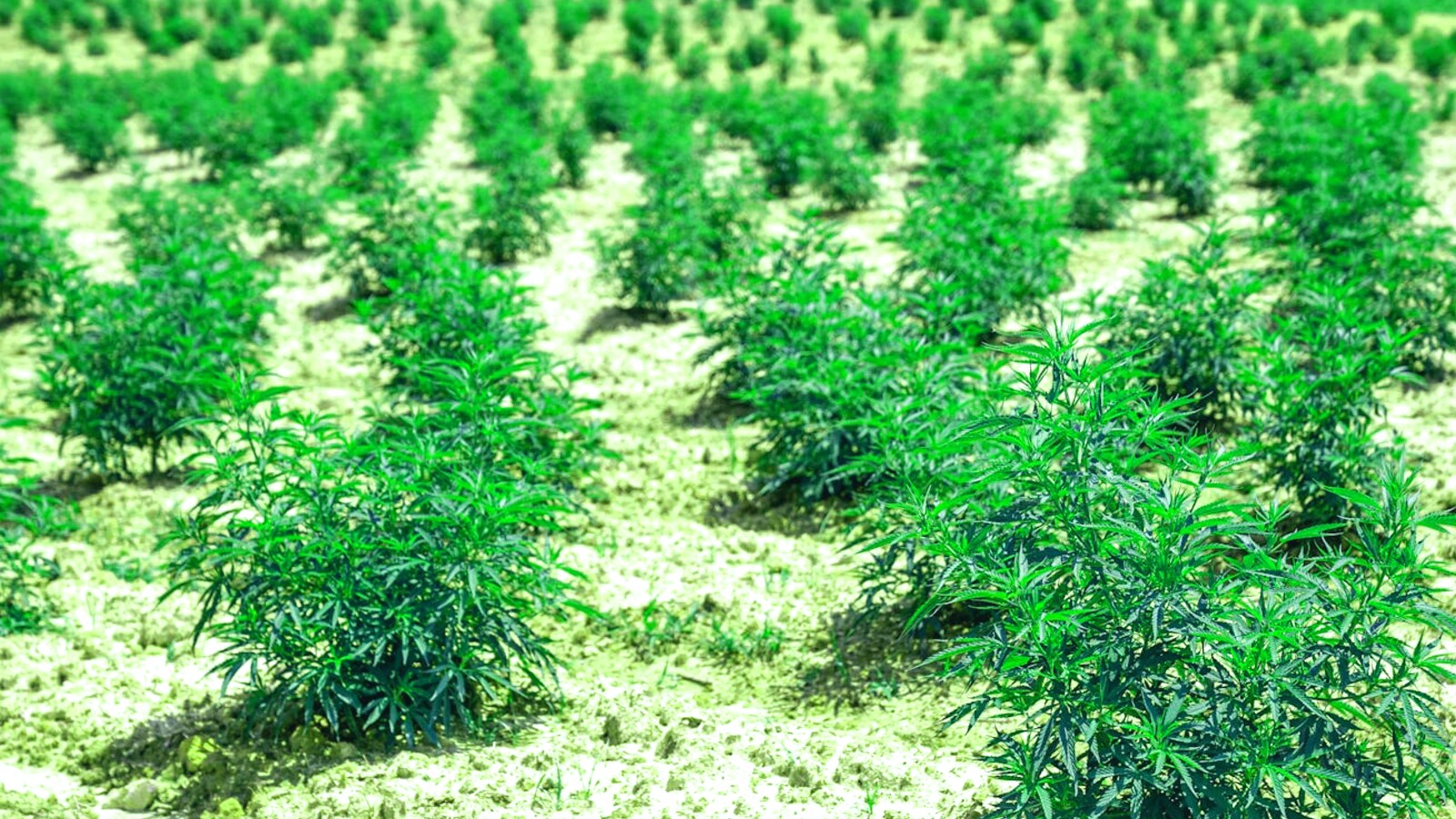 Cold-Hardy Cannabis Strains That Actually Finish Before Canadian Frost (Aggregated Across Three Latitudes)