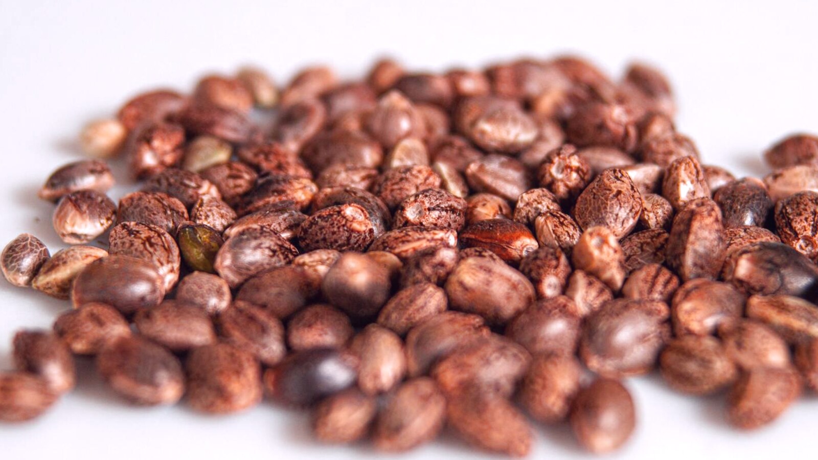 Cannabis Seeds for Quebec's Short Season: What Actually Finishes Before Frost