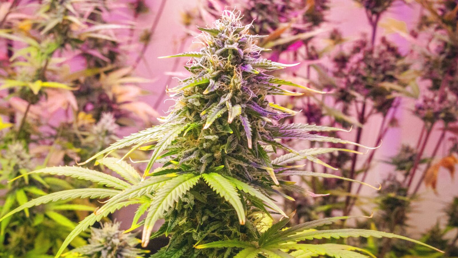 Canadian Basement Cannabis Grows: Cold Floors, Dry Furnace Air, and the $780 Solution
