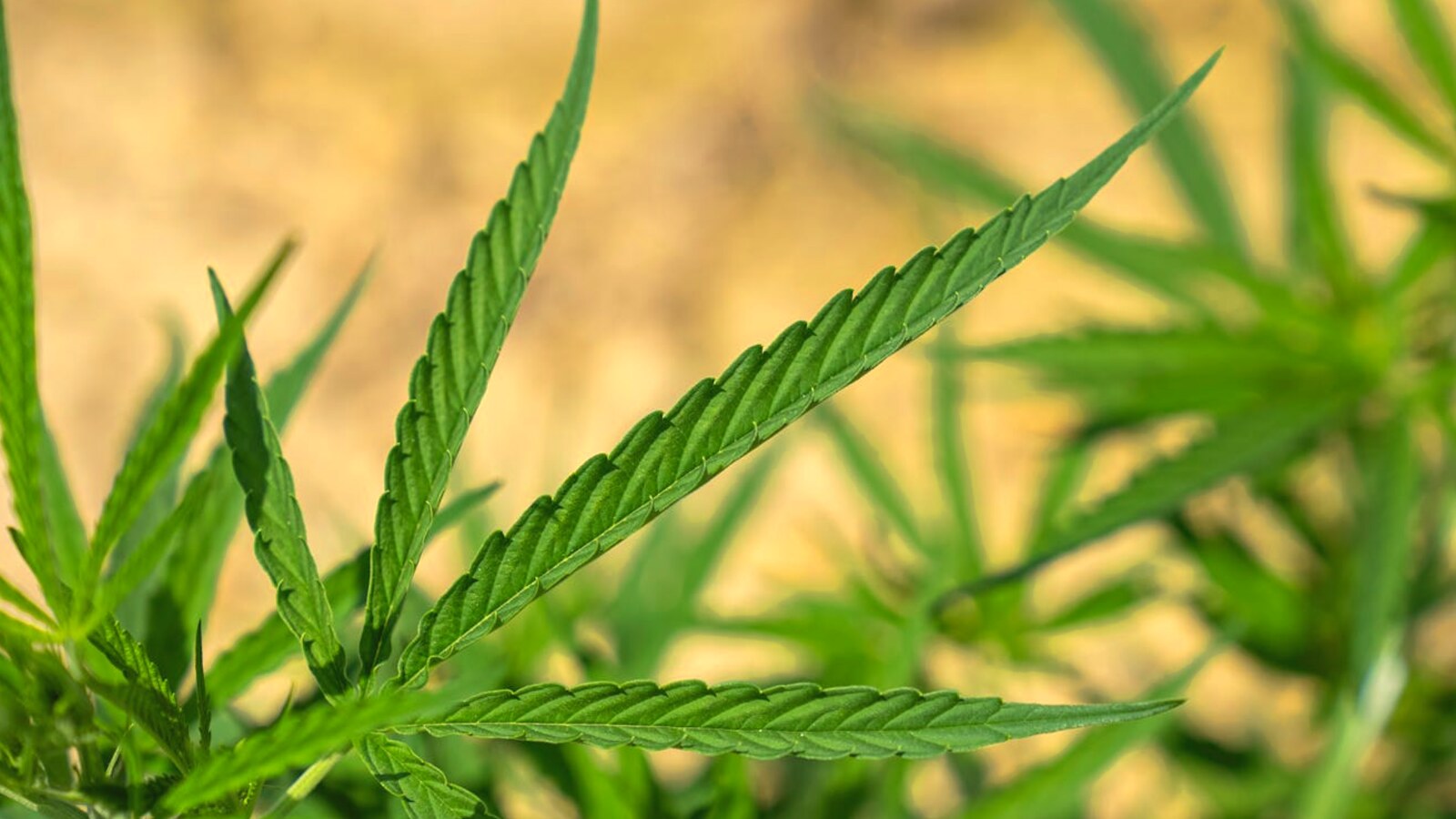Canadian Outdoor Cannabis Timing: A Genetics Researcher's Province-by-Province Frost Calendar
