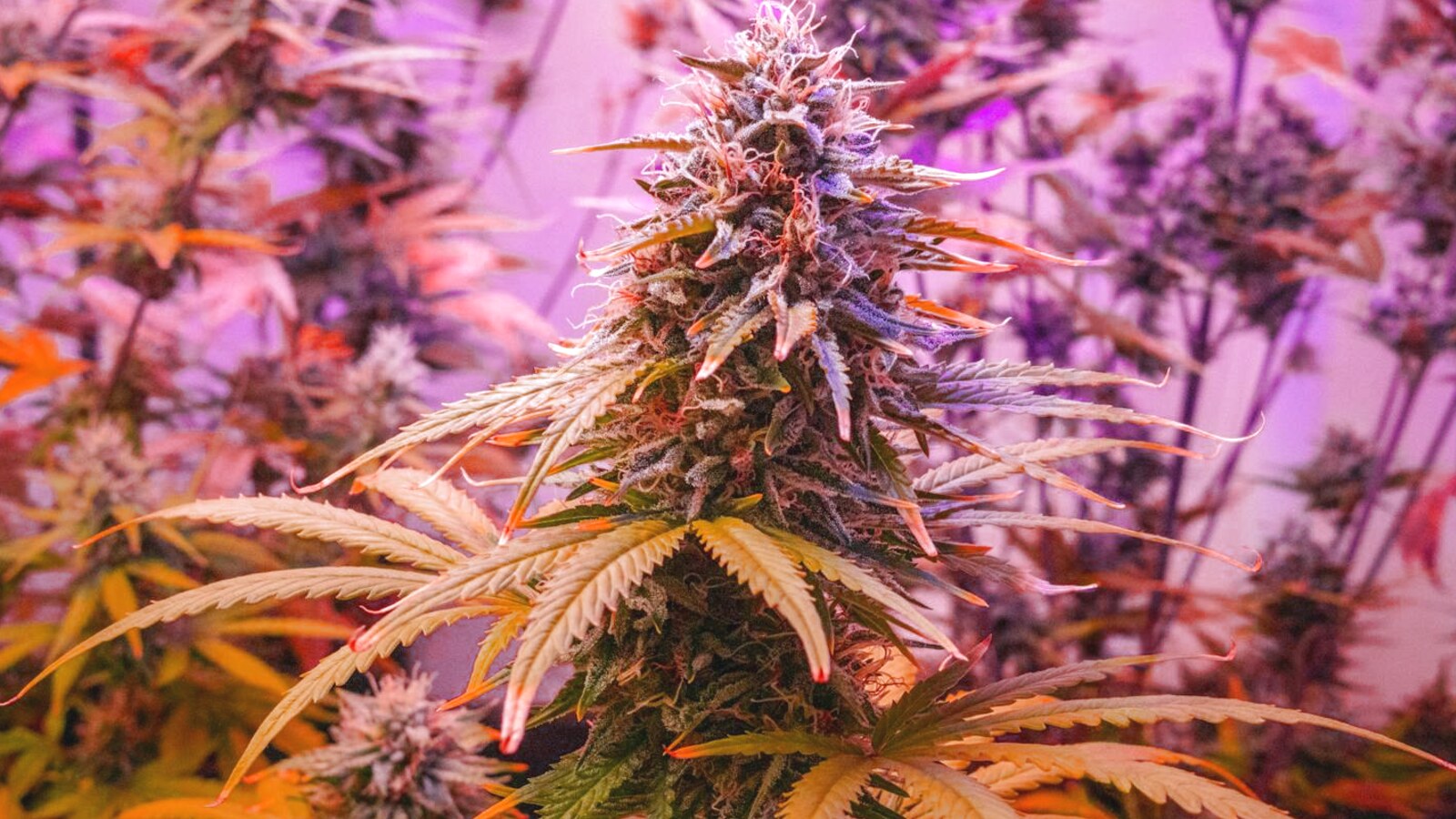 Canada's 4-Plant Cannabis Rule: What the Cannabis Act Actually Permits (and Where It Doesn't Apply)