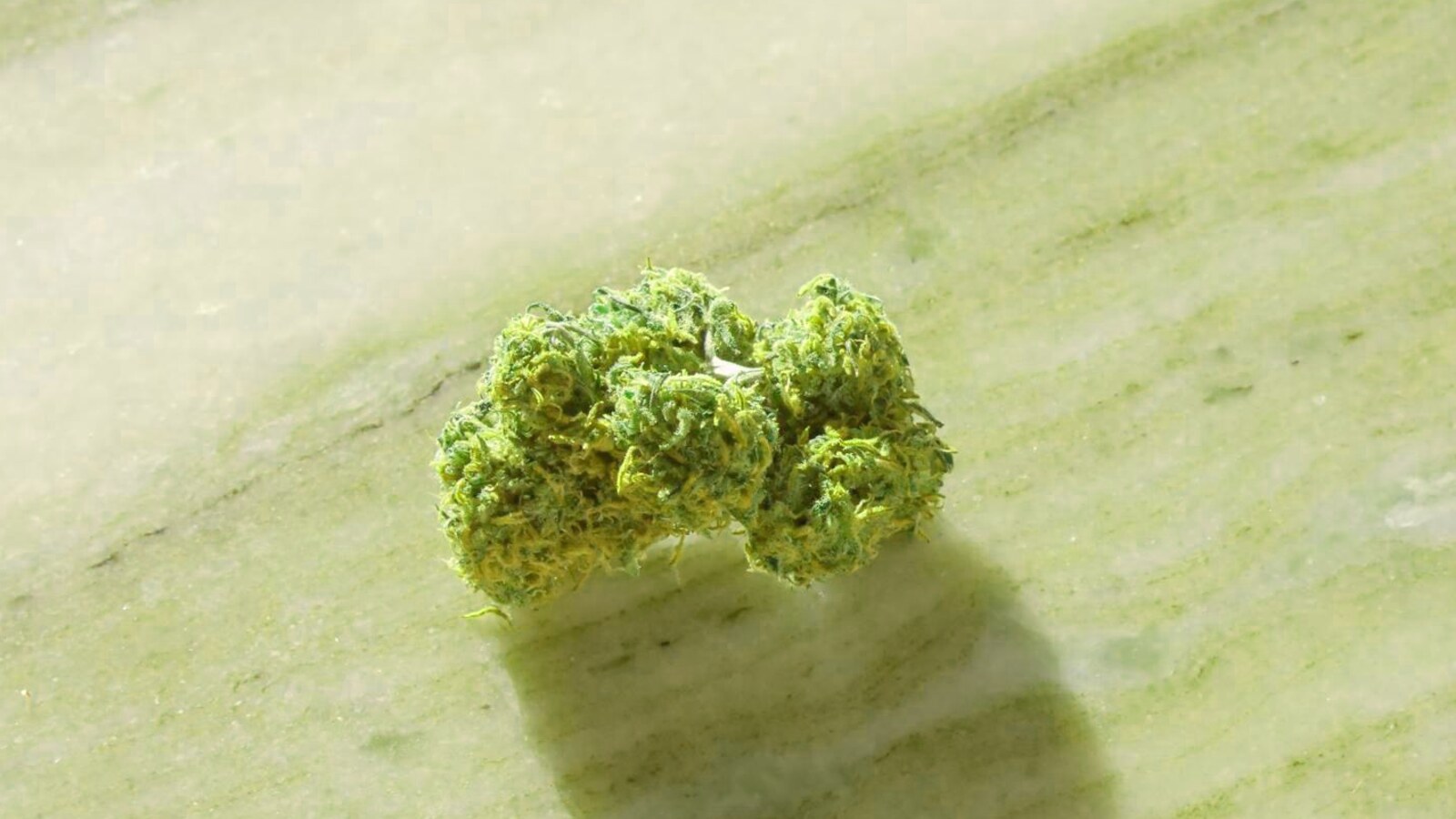 Pink Kush: BC's Linalool Anomaly — Full Grow Data, Lab Results & Honest Smoke Report