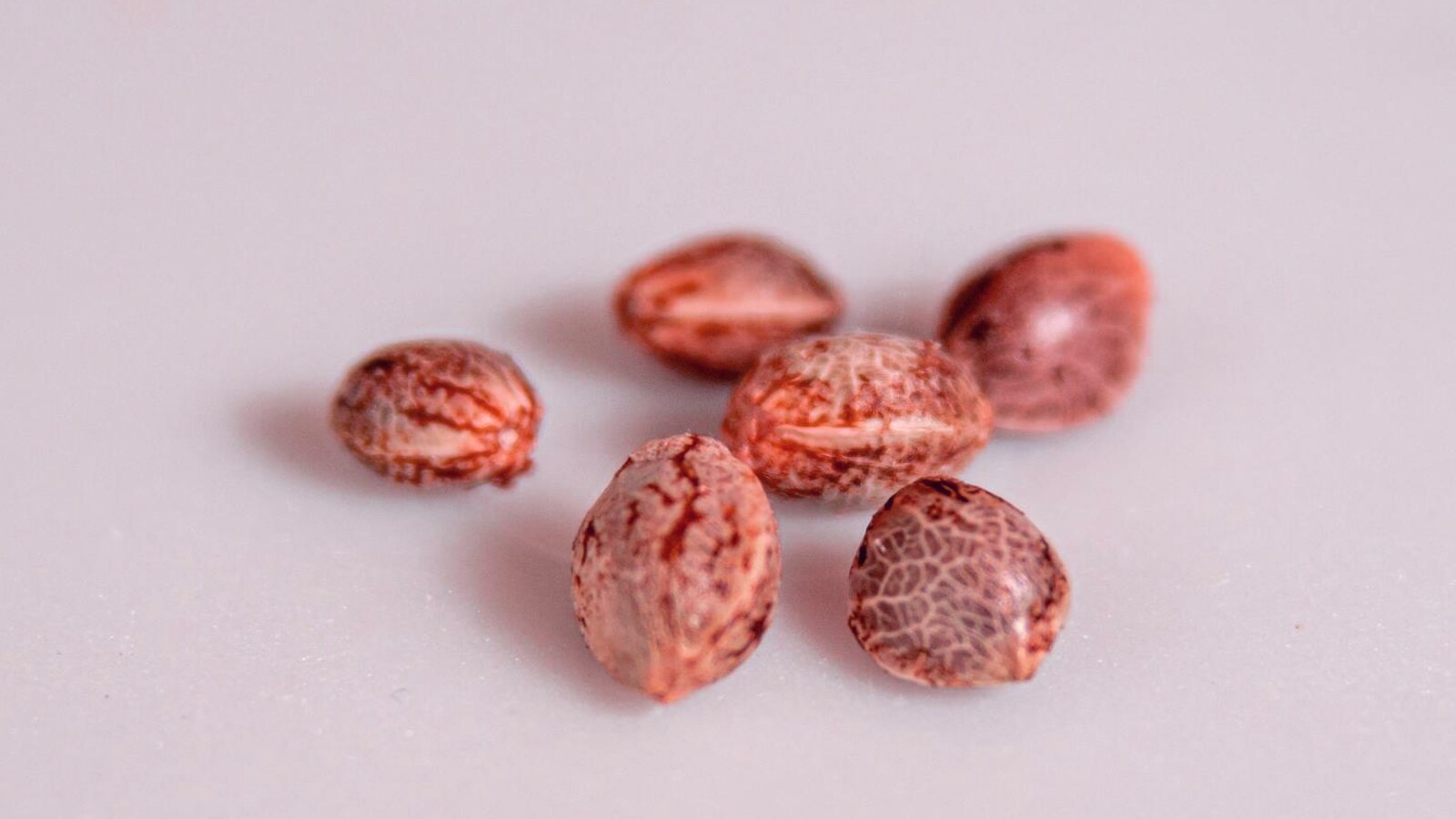 Canadian Seed Banks Ranked 2026: Genetics, Germination & Shipping Tested