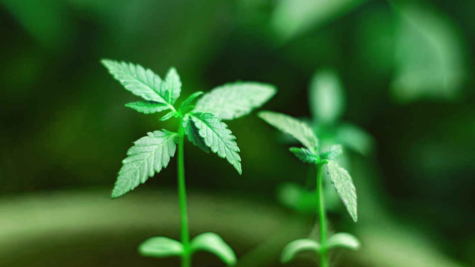When to Plant Cannabis Seeds in Ontario (Frost Calendar + Indoor Start Guide)