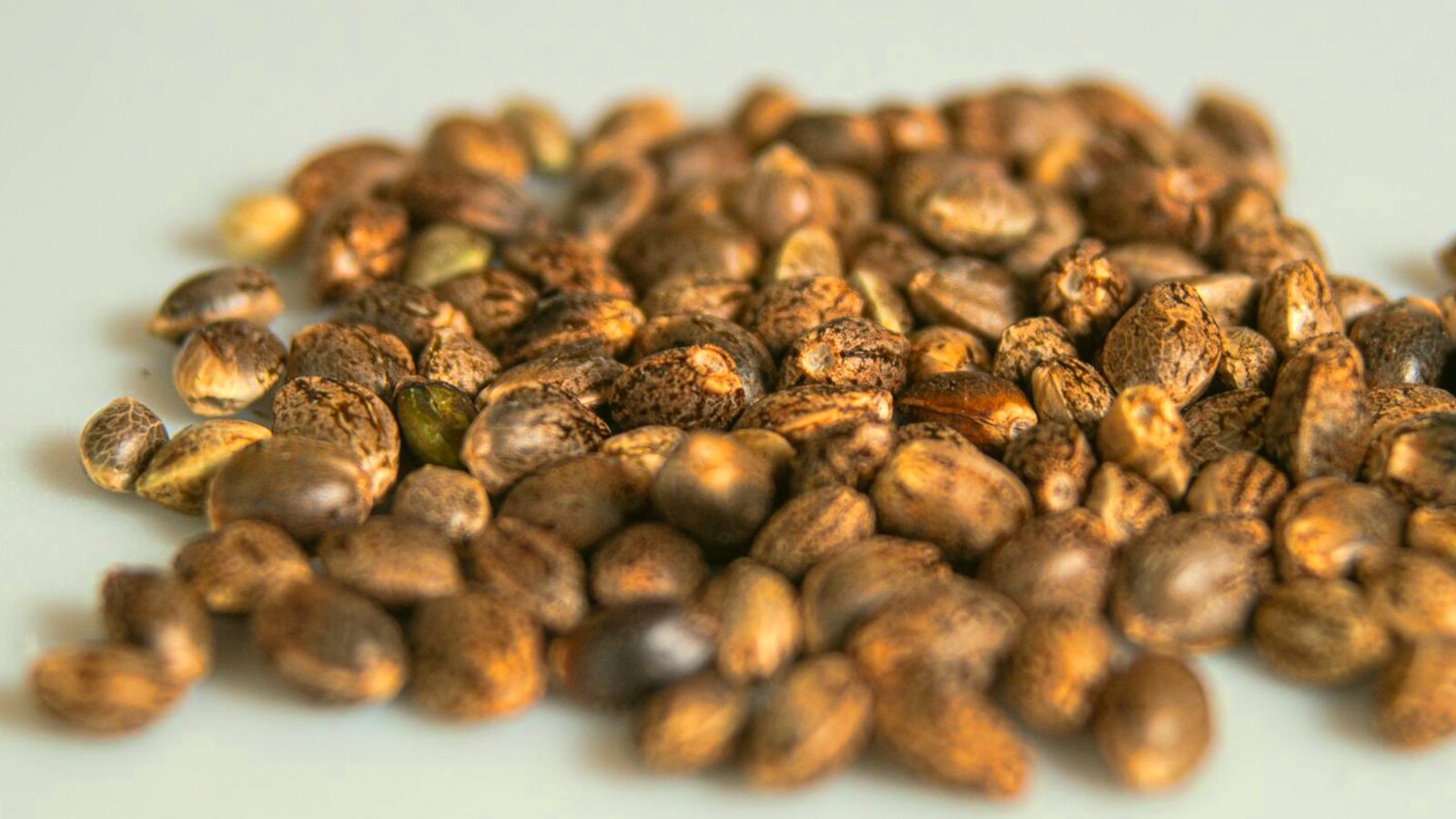 How to Buy Cannabis Seeds Legally in Canada: Every Province, Plain English