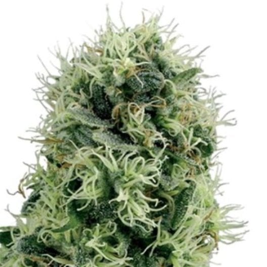 Black Cherry OG Auto Seeds
