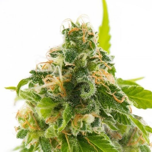 Bruce Banner #3 Auto Seeds