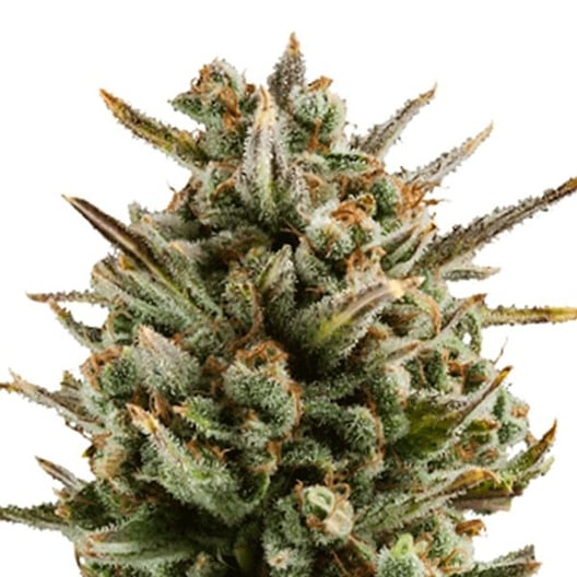 Chocolate Chunk Auto Seeds