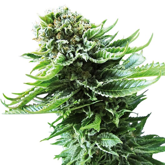 Cookies Kush Auto Seeds
