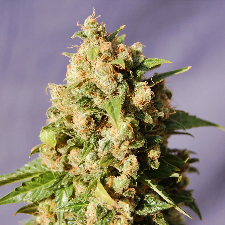 Cotton Candy Kush Auto Seeds