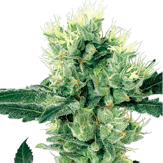 Crouching Tiger Hidden Alien Auto Seeds