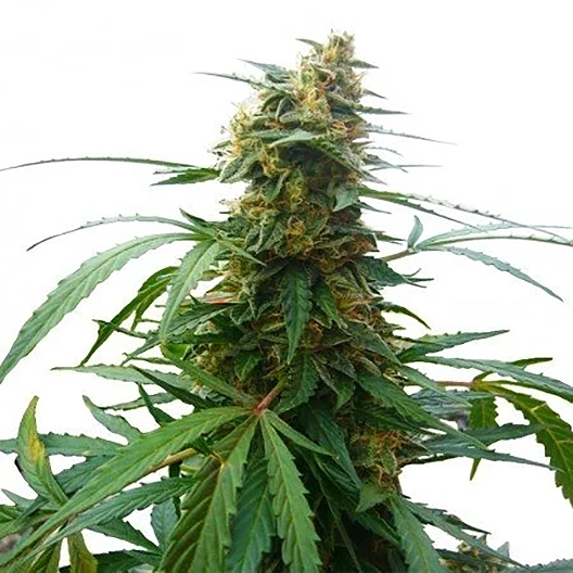 Darth Vader OG Seeds