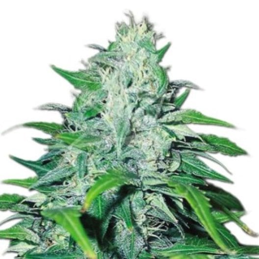 Elmer’s Glue Seeds