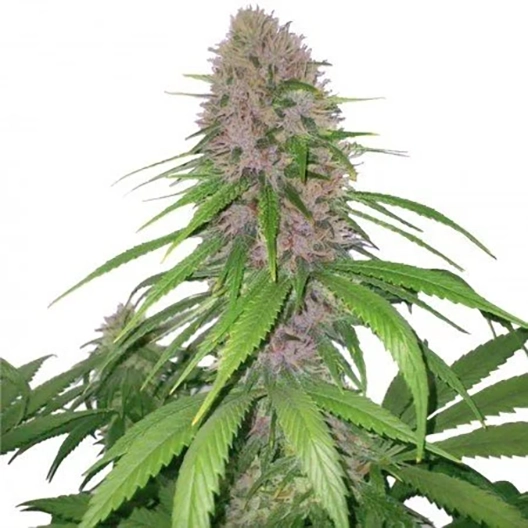 Euforia Auto Seeds