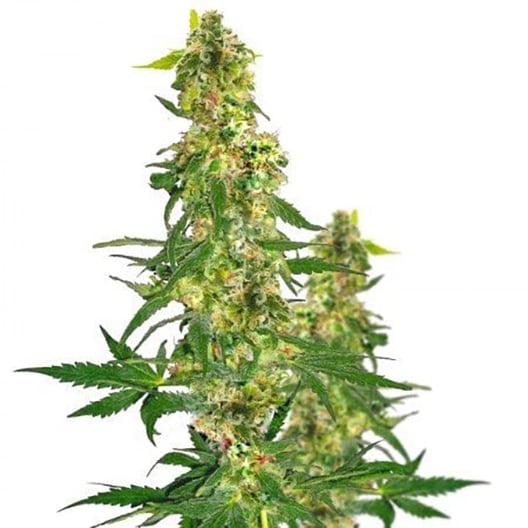 Jack Flash Seeds