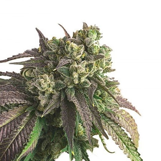 Kandy Kush Auto Seeds