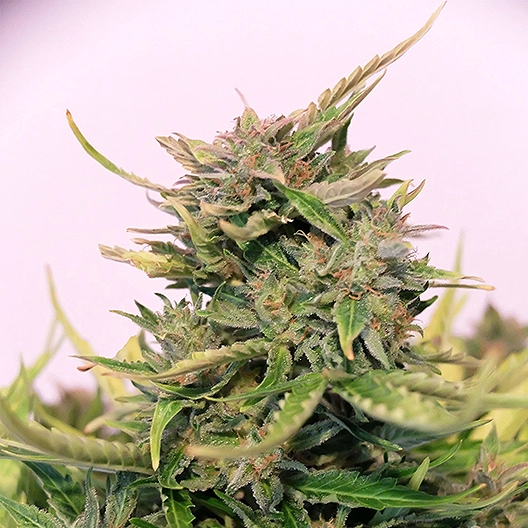 Key Lime Pie Seeds