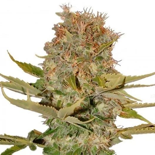 LA Confidential Seeds