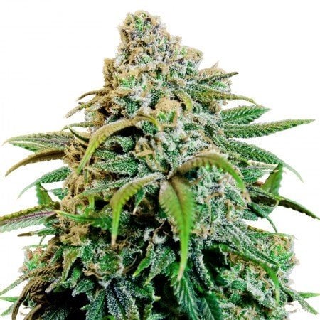 Papa’s OG Seeds