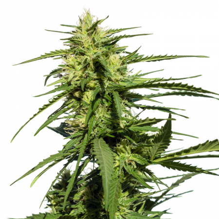 Purple Candy Auto Seeds