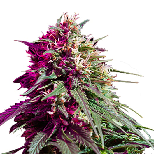 Redwood Kush Seeds