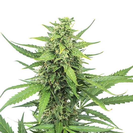 Shark Shock Auto Seeds