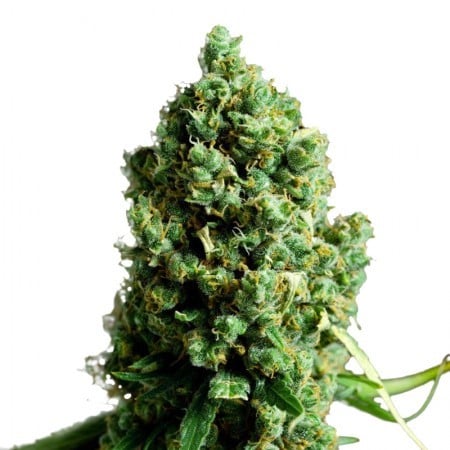 Sour Grape Seeds