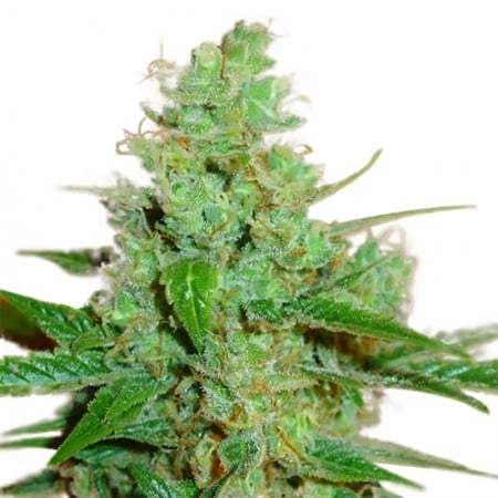 Sour Jack Seeds