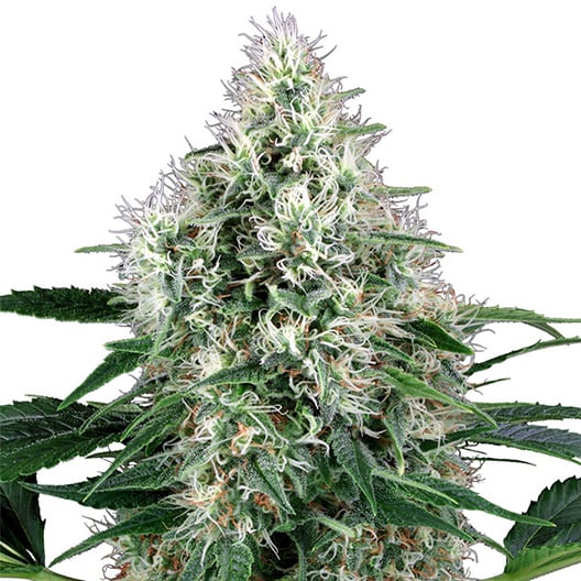 Sugar Black Rose Seeds