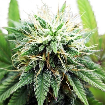 Tangerine Kush Auto Seeds