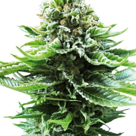 X-Files Auto Seeds