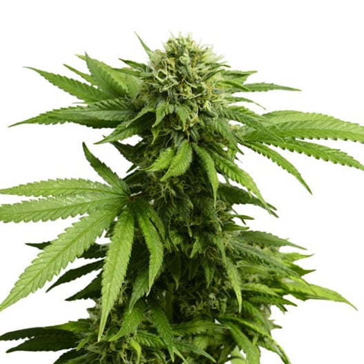 303 OG Auto Seeds