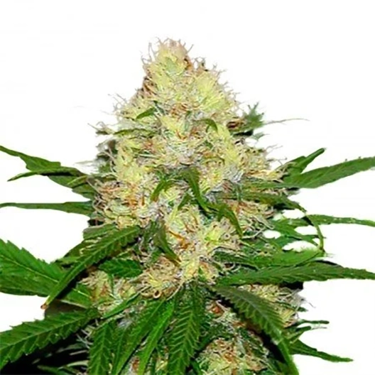 Black Mamba Seeds