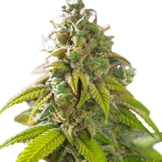 Blue Afghani Seeds