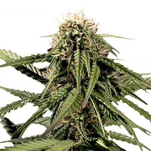 Blue Haze Auto Seeds