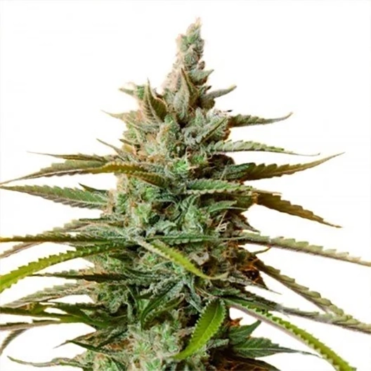 Blue Magoo Seeds
