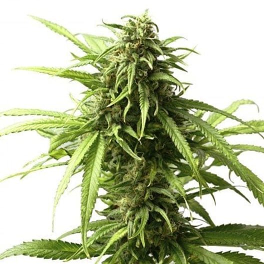 Blue Moon Rocks Seeds