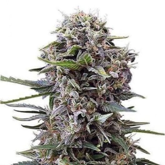 Blueberry Cheesecake Auto Seeds