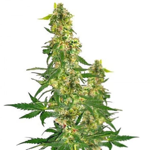 Blueberry Haze Auto Seeds
