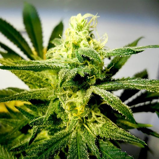 Brains Damage Auto Seeds