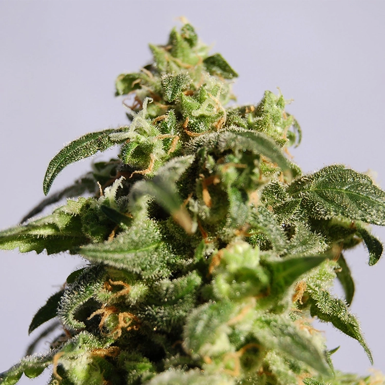 Cherry Diesel Auto Seeds