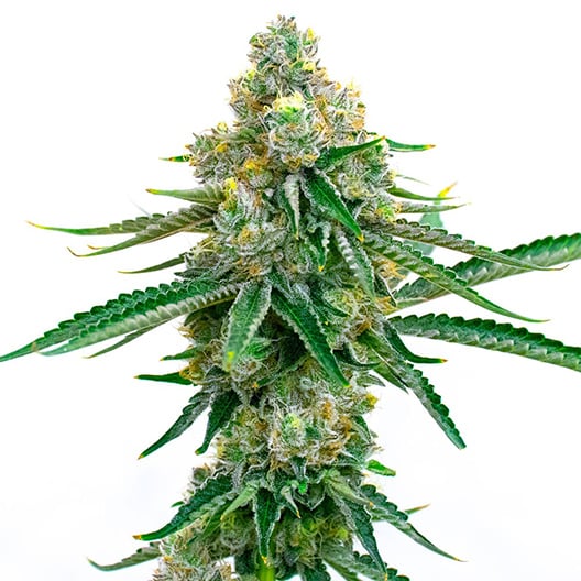 Colorado Bubba Seeds