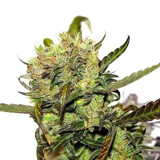 Crown OG Auto Seeds