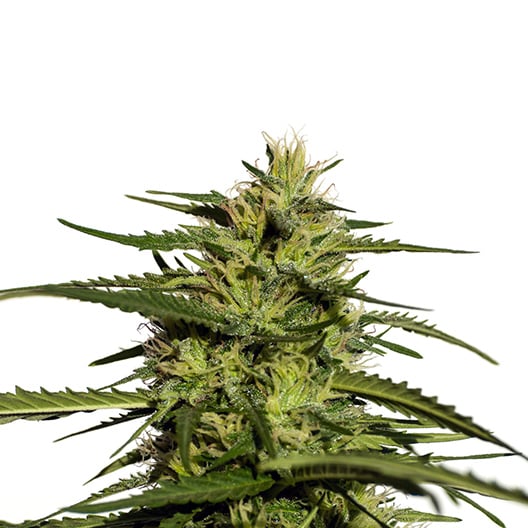 DJ Short Blueberry Auto Seeds