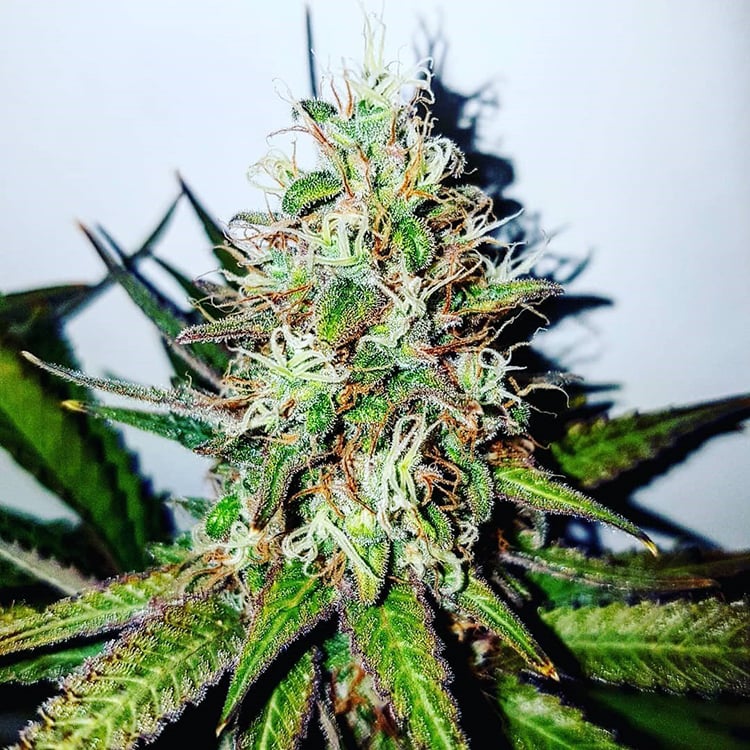 GMO Cookies Seeds