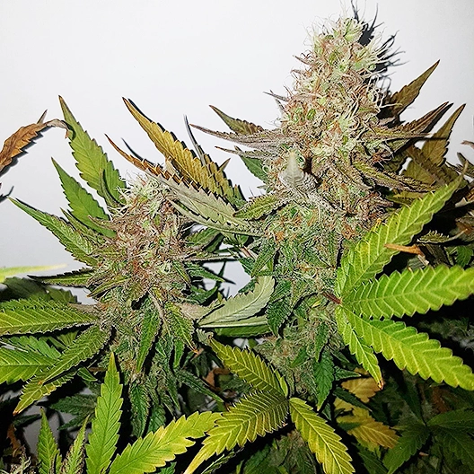 Gods Green Crack Auto Seeds