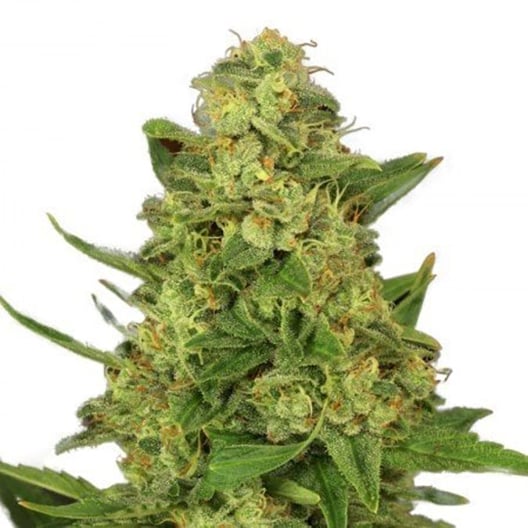 Hindu Skunk Auto Seeds