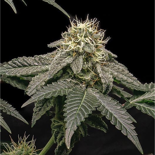 Lava Cake Seeds