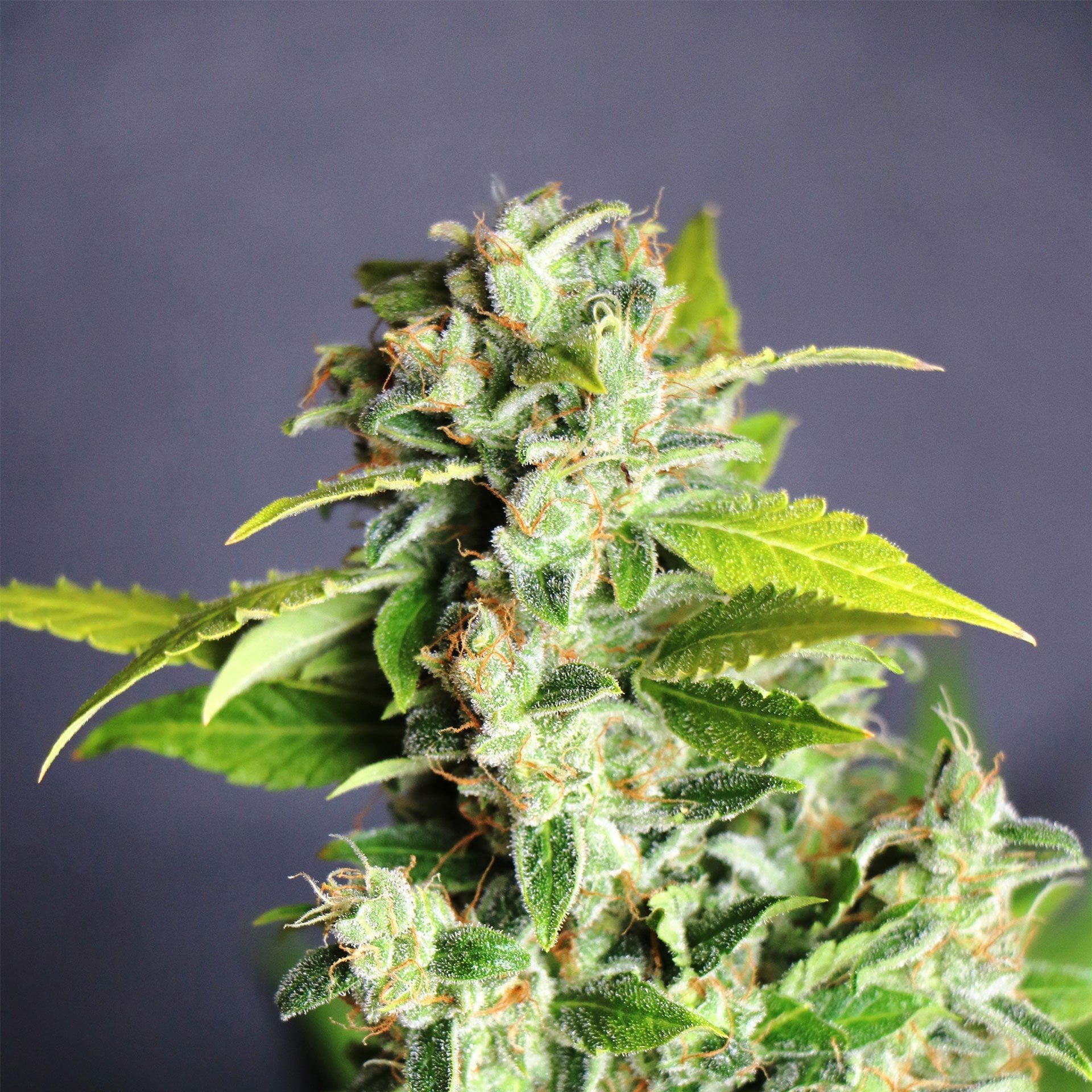 Mango Haze Seeds